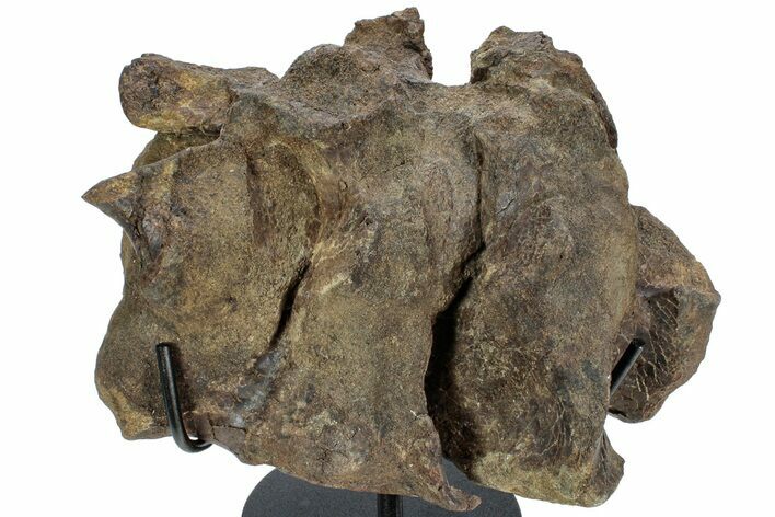 Hadrosaur (Brachylophosaurus?) Sacrum w/ Metal Stand - Montana #227751